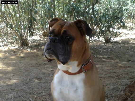 La foto del perro