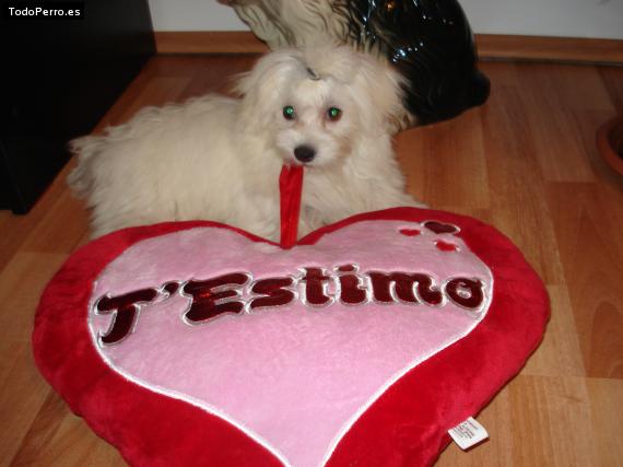 La foto del perro