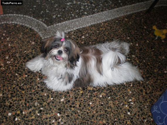 La foto del perro
