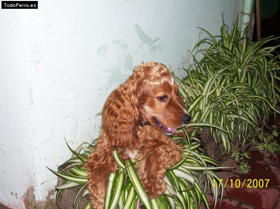 La foto del perro