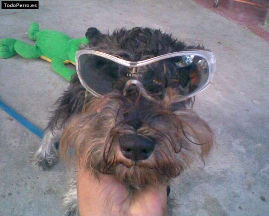 La foto del perro