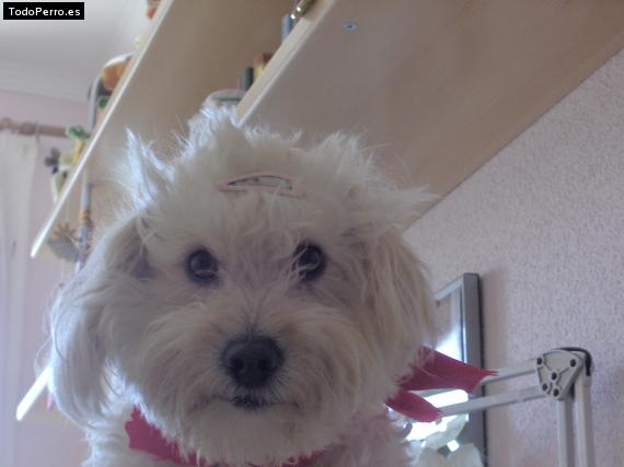 La foto del perro