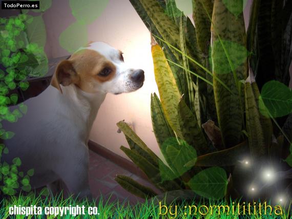 La foto del perro