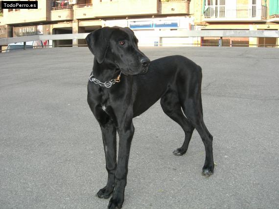 La foto del perro