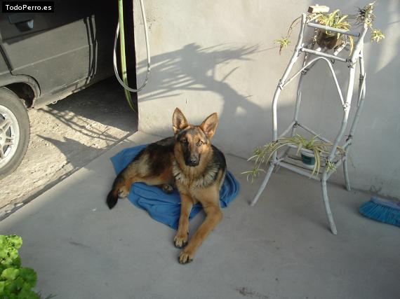La foto del perro