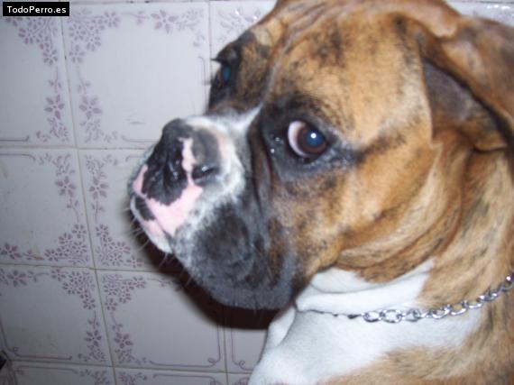 La foto del perro