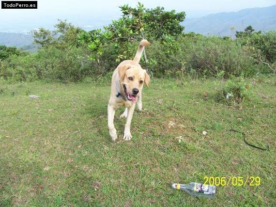 La foto del perro