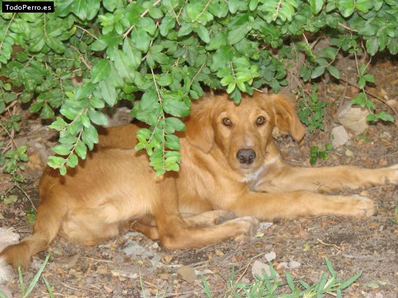 La foto del perro