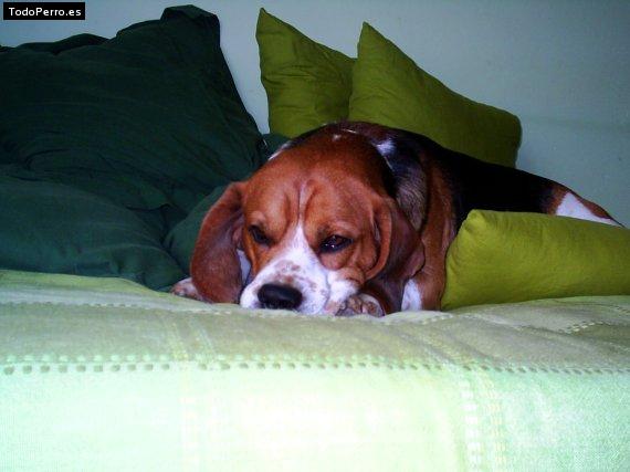 La foto del perro