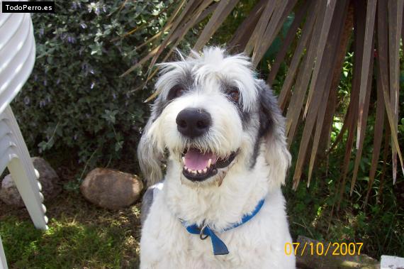 La foto del perro