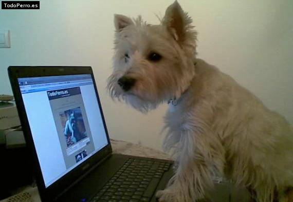 La foto del perro