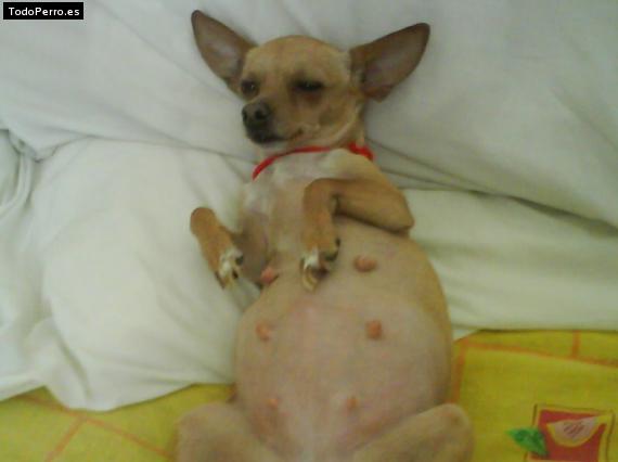 La foto del perro