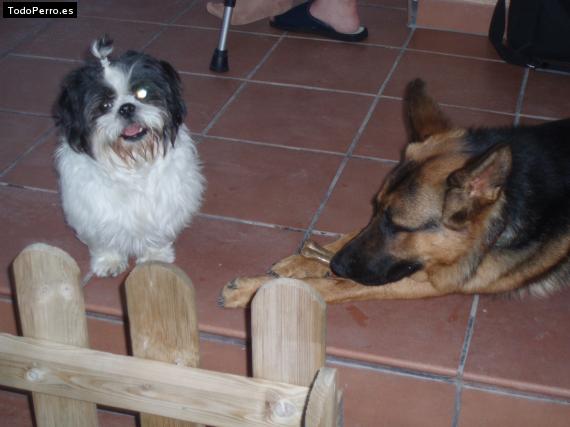 La foto del perro