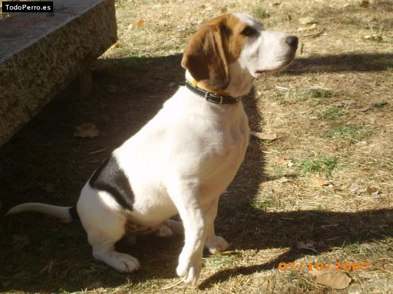La foto del perro