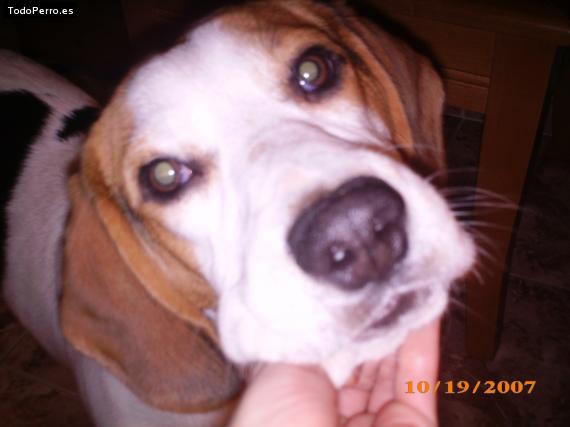 La foto del perro