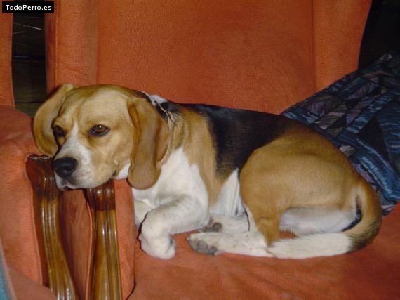 La foto del perro