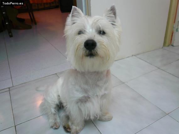 La foto del perro