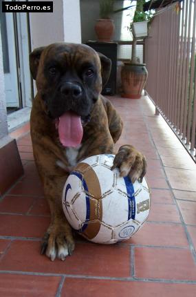 La foto del perro