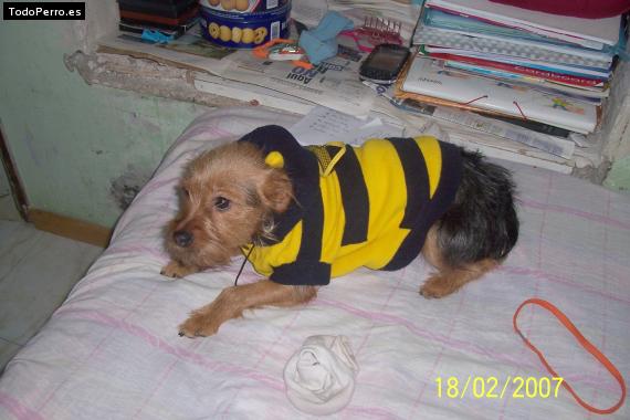La foto del perro