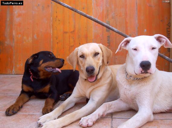 La foto del perro