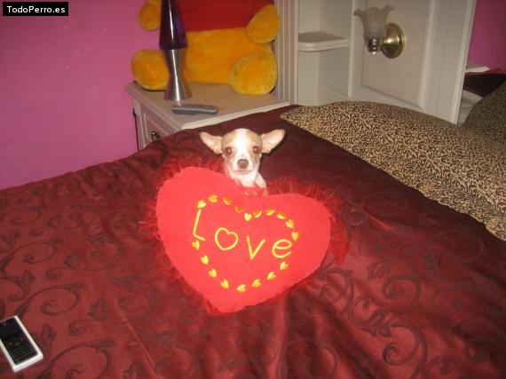 La foto del perro