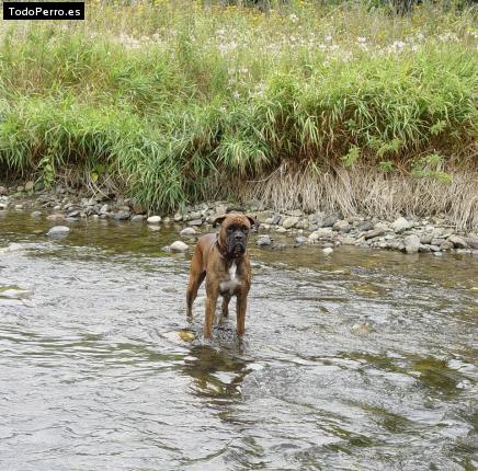 La foto del perro