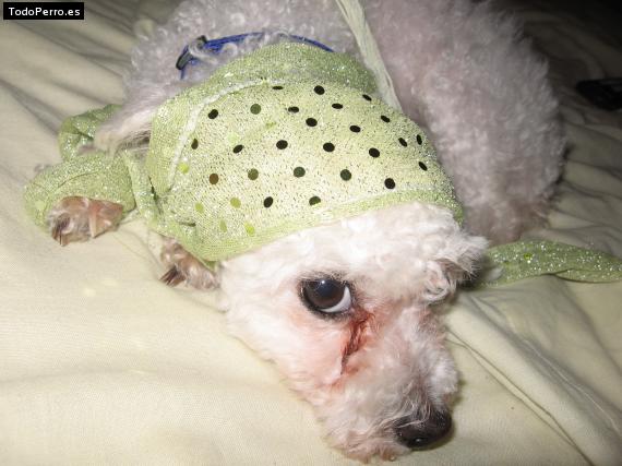 La foto del perro