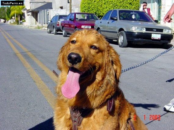 La foto del perro
