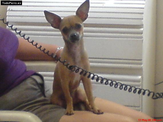 La foto del perro