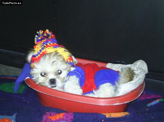 La foto del perro