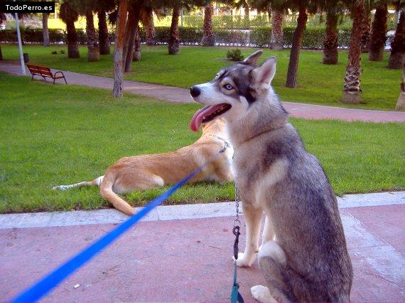 La foto del perro