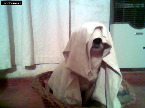 La foto del perro