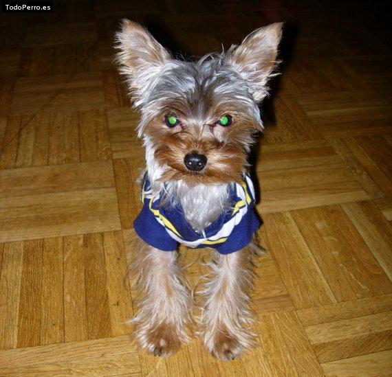 La foto del perro