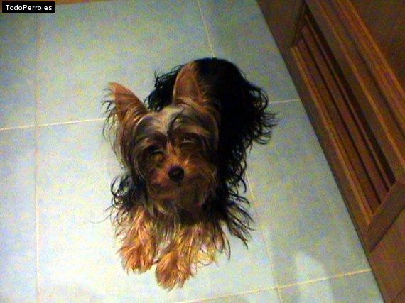 La foto del perro