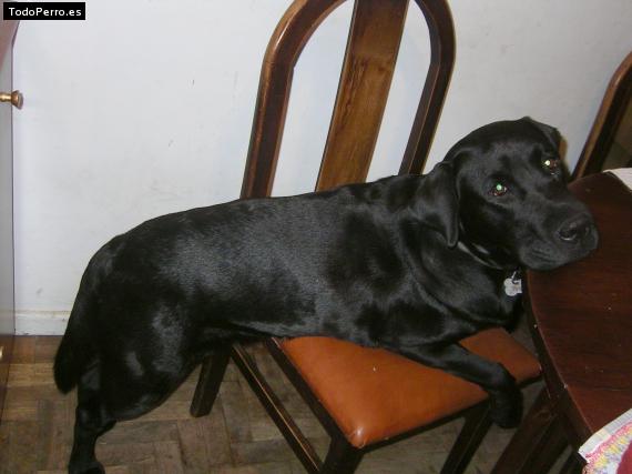 La foto del perro
