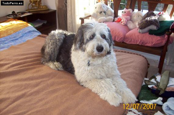 La foto del perro