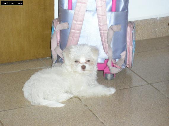 La foto del perro