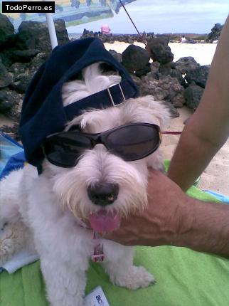 La foto del perro