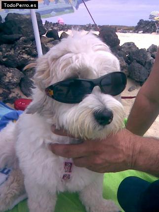 La foto del perro
