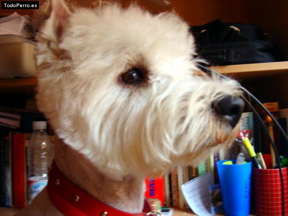 La foto del perro