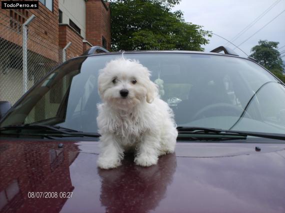 La foto del perro