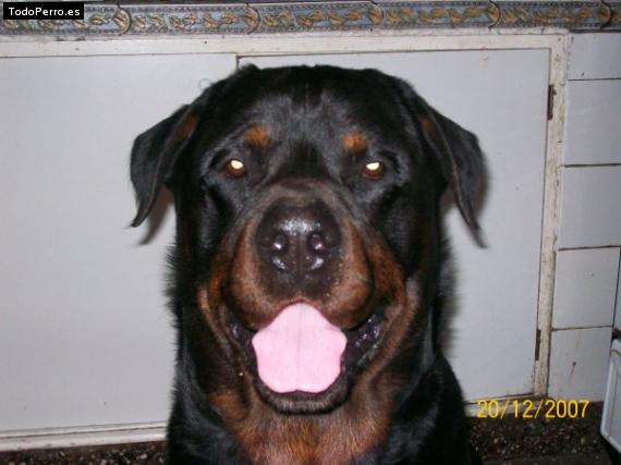 La foto del perro