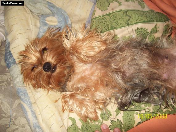 La foto del perro