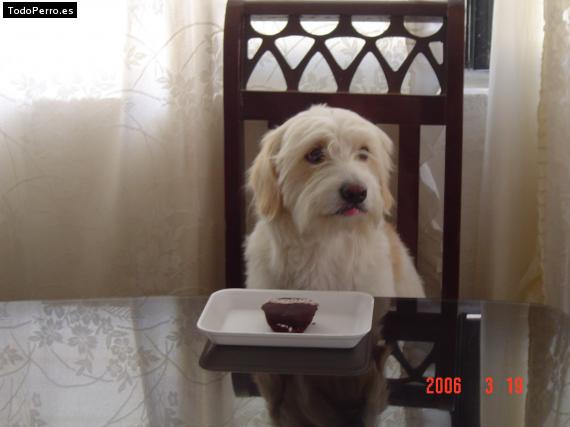 La foto del perro