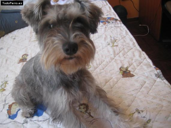 La foto del perro