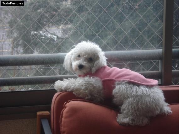 La foto del perro