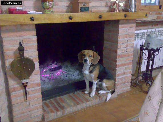 La foto del perro