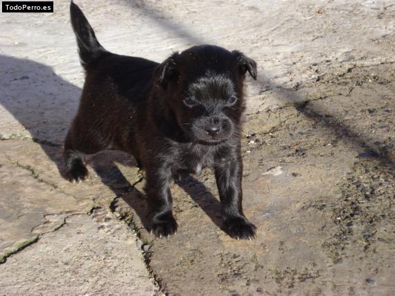 Foto del perro Negrii