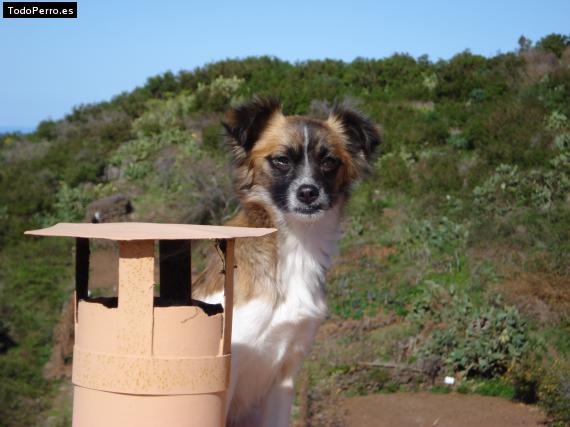 La foto del perro