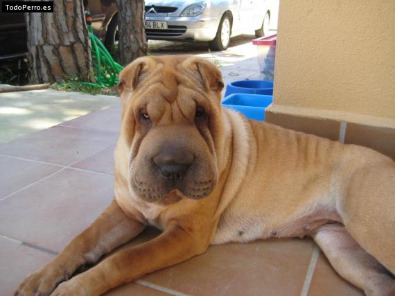 La foto del perro
